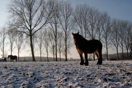 Foto van de omgeving winter